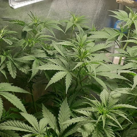 HP-00 growlog timeline photo