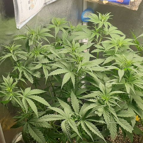 HP-00 growlog timeline photo