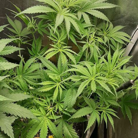 SB1-00 growlog timeline photo