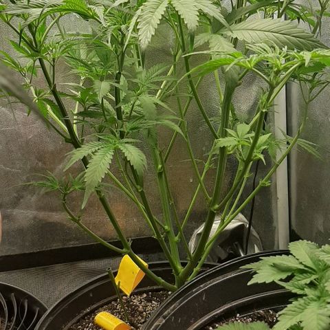 SB1-00 growlog timeline photo