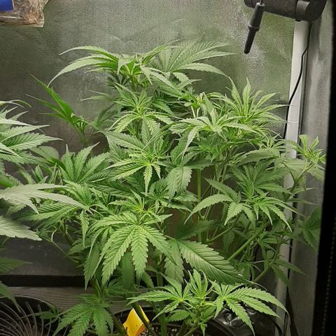 SB1-00 growlog timeline photo