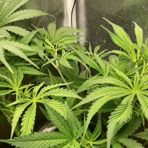 SB1-00 growlog timeline photo