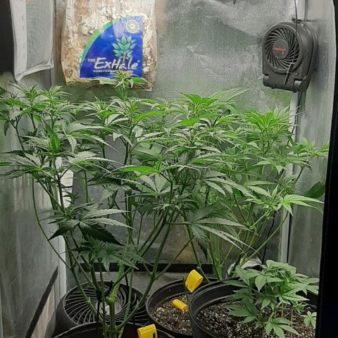 HP-00 growlog timeline photo
