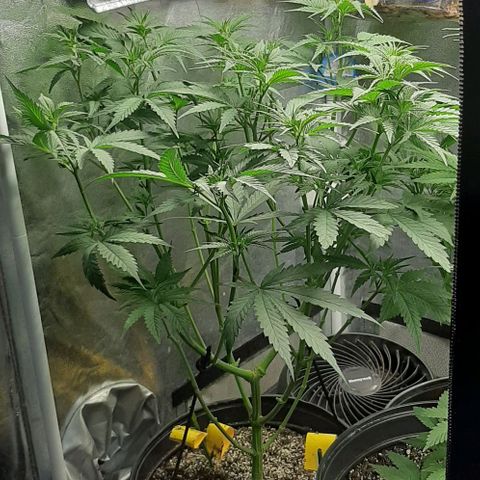 HP-00 growlog timeline photo