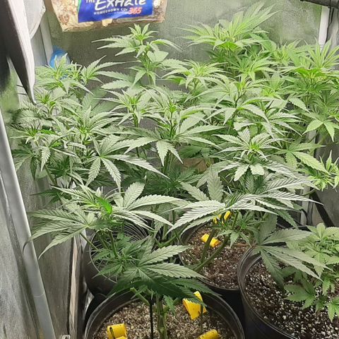 HP-00 growlog timeline photo