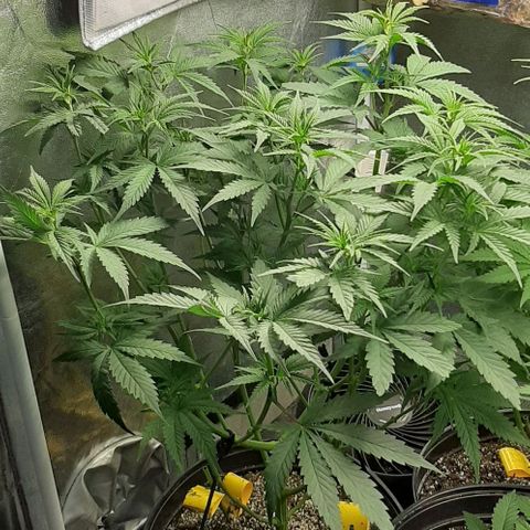 HP-00 growlog timeline photo