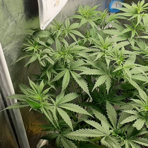 HP-00 growlog timeline photo