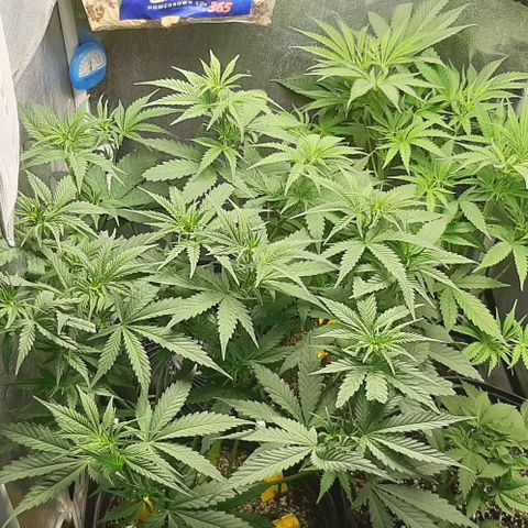 HP-00 growlog timeline photo