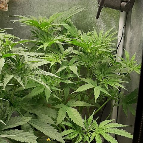 SB1-00 growlog timeline photo