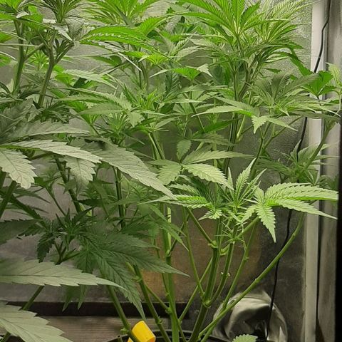 SB1-00 growlog timeline photo