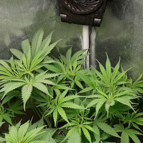 SB1-00 growlog timeline photo