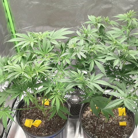 HP-00 growlog timeline photo