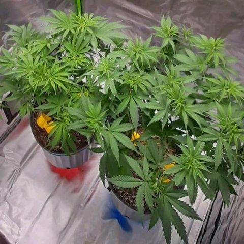 HP-00 growlog timeline photo