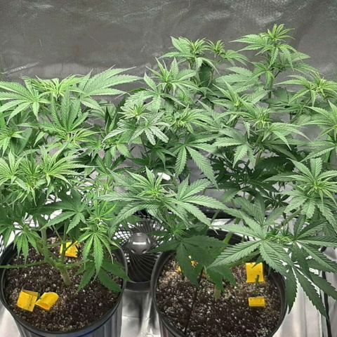 HP-00 growlog timeline photo