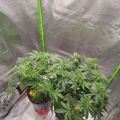 HP-00 growlog timeline photo