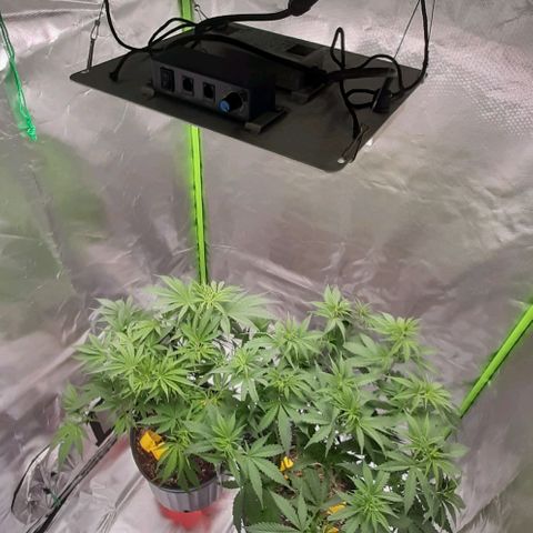 HP-00 growlog timeline photo
