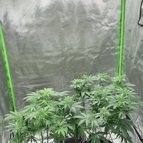HP-00 growlog timeline photo