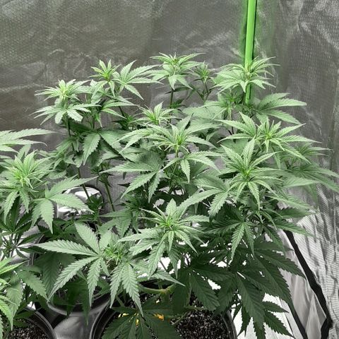 HP-00 growlog timeline photo