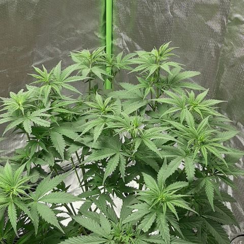 HP-00 growlog timeline photo