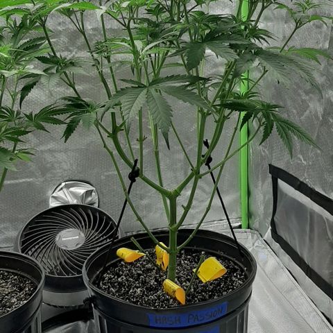 HP-00 growlog timeline photo