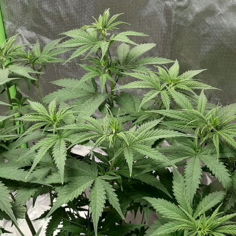 HP-00 growlog timeline photo