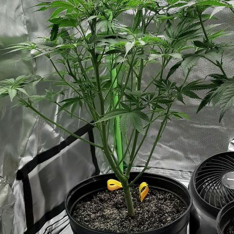 SB1-00 growlog timeline photo