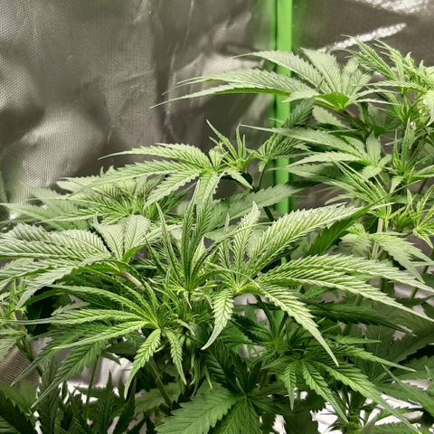 SB1-00 growlog timeline photo