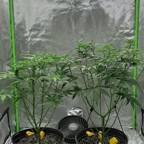 HP-00 growlog timeline photo