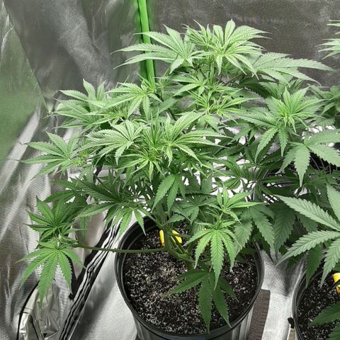SB1-00 growlog timeline photo