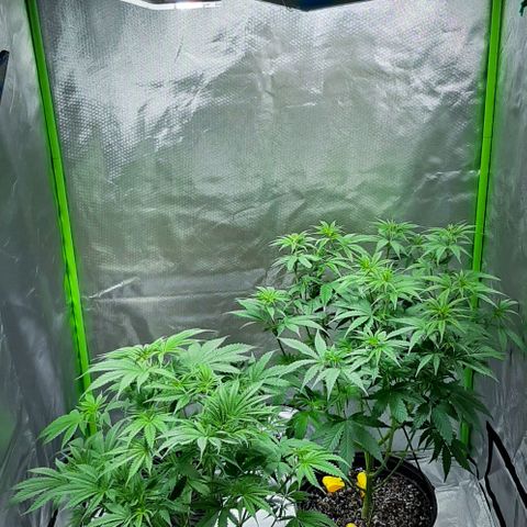 HP-00 growlog timeline photo