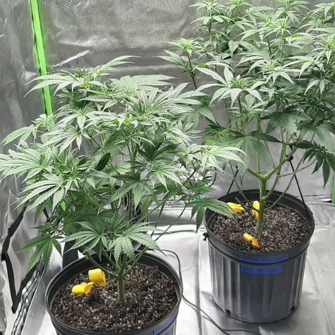 HP-00 growlog timeline photo