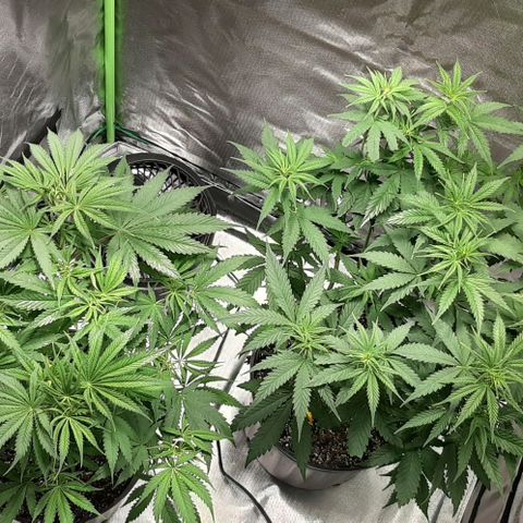HP-00 growlog timeline photo
