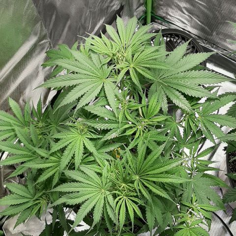 SB1-00 growlog timeline photo
