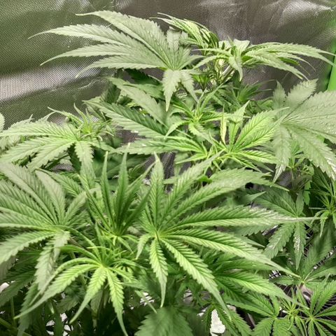 SB1-00 growlog timeline photo
