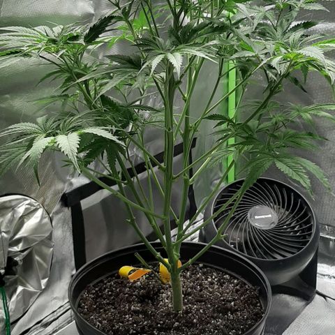 SB1-00 growlog timeline photo