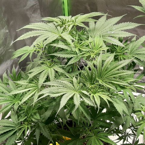 SB1-00 growlog timeline photo