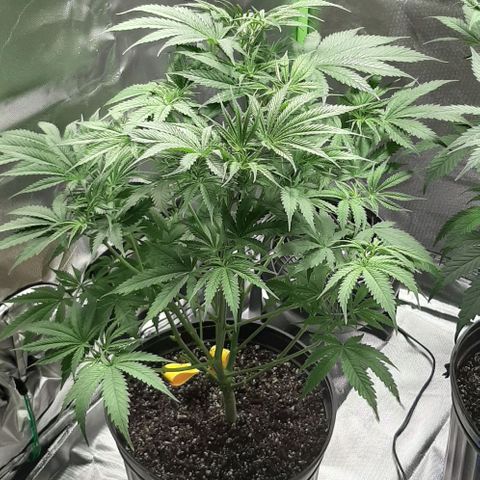 SB1-00 growlog timeline photo