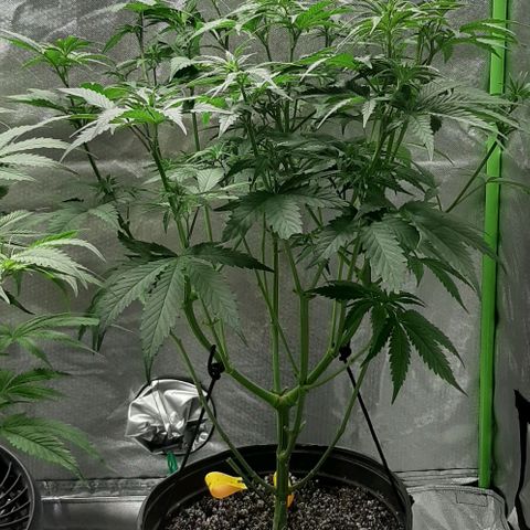 HP-00 growlog timeline photo