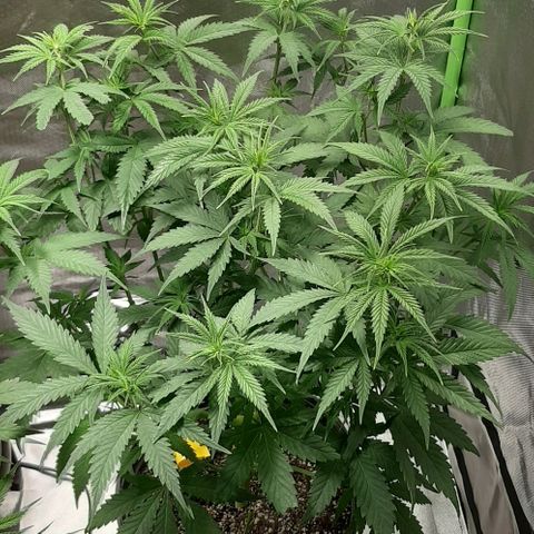 HP-00 growlog timeline photo