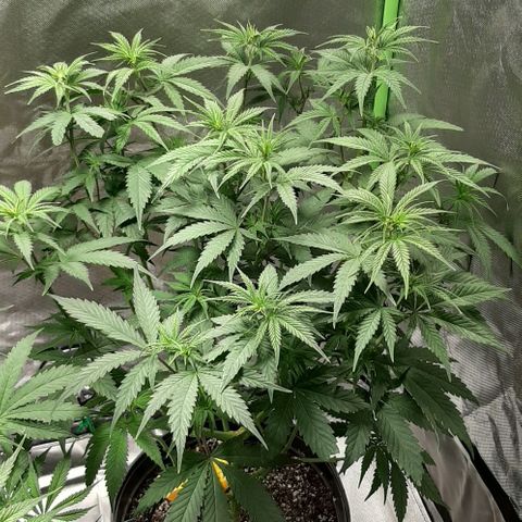 HP-00 growlog timeline photo