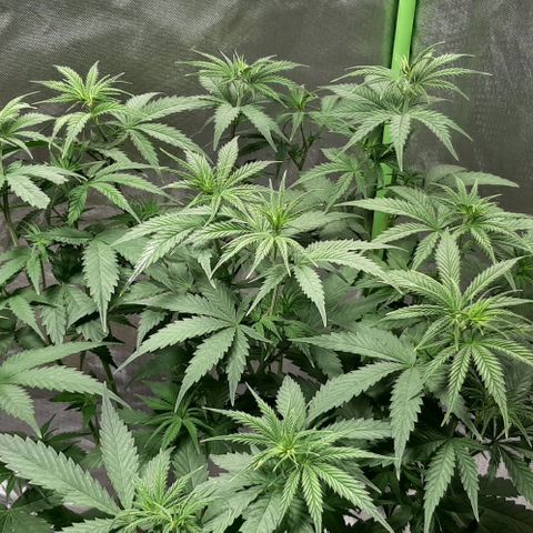 HP-00 growlog timeline photo