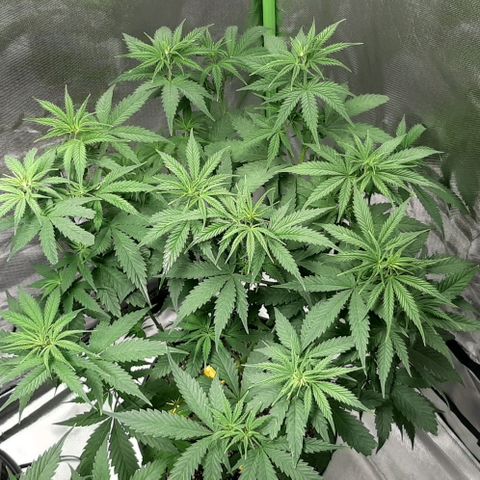HP-00 growlog timeline photo