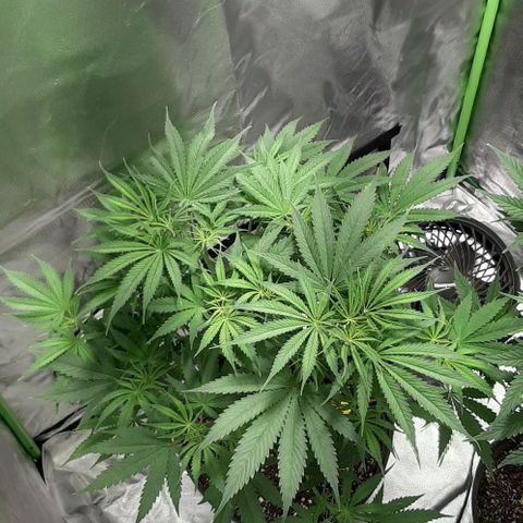 SB1-00 growlog timeline photo