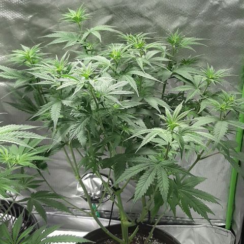 HP-00 growlog timeline photo