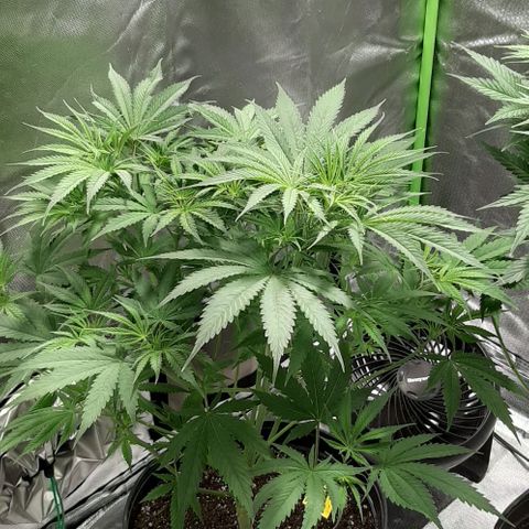 SB1-00 growlog timeline photo