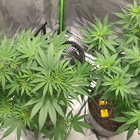 HP-00 growlog timeline photo