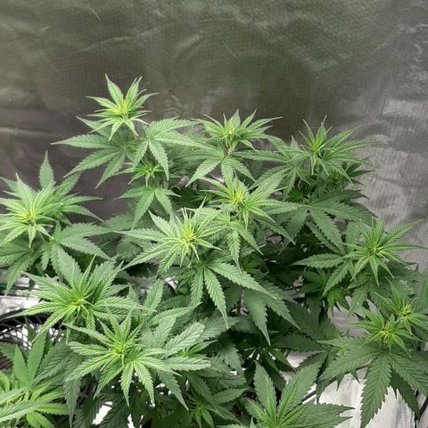 HP-00 growlog timeline photo