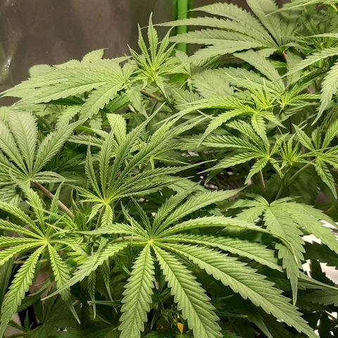 SB1-00 growlog timeline photo