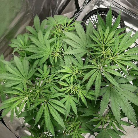 SB1-00 growlog timeline photo
