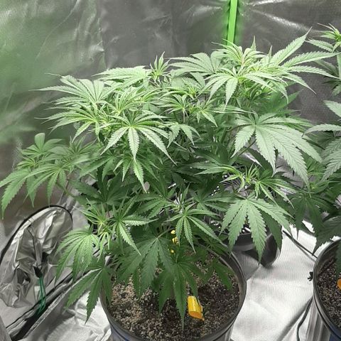 SB1-00 growlog timeline photo